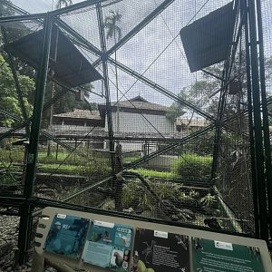 wallacea & sahul - aviary no. 19 - taman burung