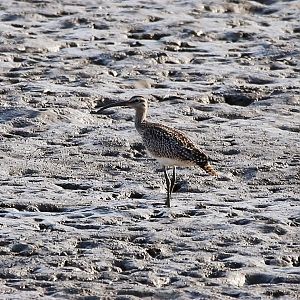 Eurasian Whimbrel (Numenius phaeopus)