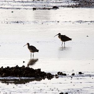 Far Eastern Curlew (Numenius madagascariensis)