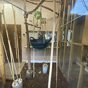 Indoor Lac Alaotra bamboo lemur enclosure