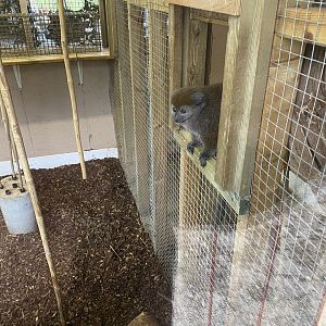 Lac Alaotran bamboo lemur