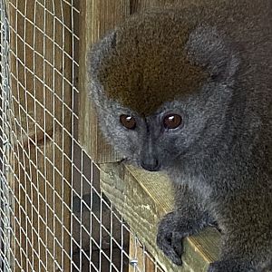 Lac Alaotran bamboo lemur close up