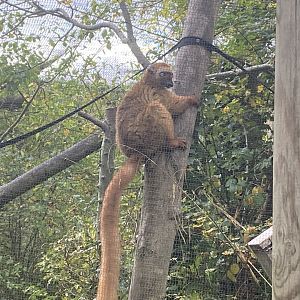 Female blue-eyed black lemur