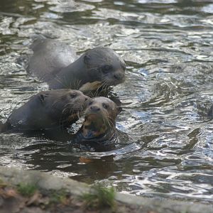 Giant Otter Cub (Pteronura brasiliensis)