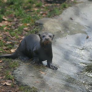Giant Otter Cub (Pteronura brasiliensis)
