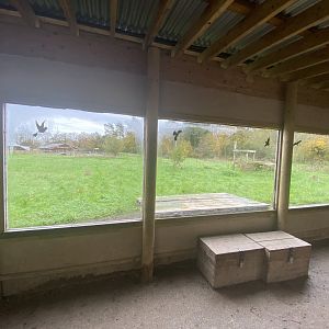 Cheetah viewing area