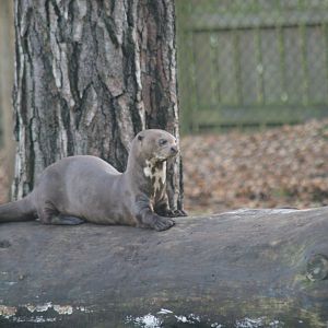Giant Otter (Pteronura brasiliensis)