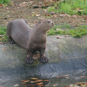 Giant Otter (Pteronura brasiliensis)