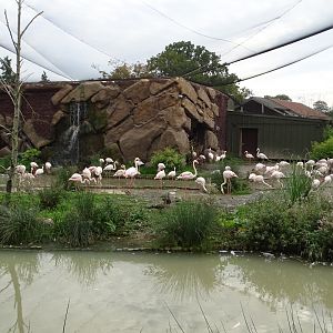 Greater Flamingo etc exhibit, 2nd October 2025