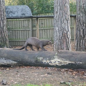 Giant Otter (Pteronura brasiliensis)