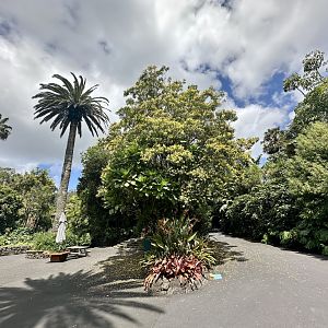 Media 'Frangipani Tree (Jamuna Plaza)' in category 'Auckland Zoo'