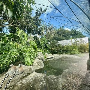 Ring-tailed Lemur Exhibit