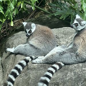 Ring-tailed lemur (Lemur catta)