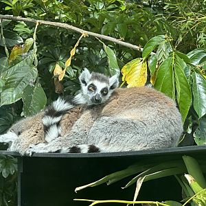 Ring-tailed lemur (Lemur catta)