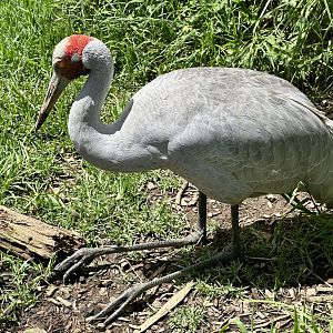 Brolga (Sleeping)