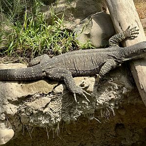 Lace monitor (Varanus varius)