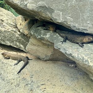 Cunningham’s skink (Egernia cunninghami)