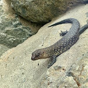 Cunningham’s skink (Egernia cunninghami)