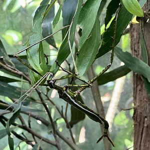 Goliath stick insect (Eurycnema goliath)