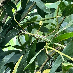 Goliath stick insect (Eurycnema goliath)