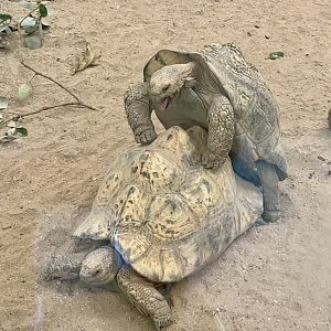 Leopard Tortoise (Mating)