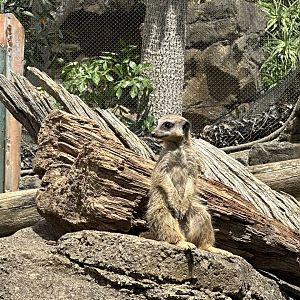 Slender-tailed meerkat (Suricata suricatta)