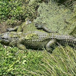 American alligator (Alligator mississippiensis)