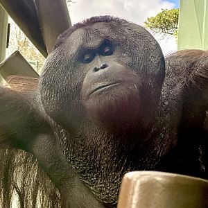 Charlie (Bornean Orangutan)