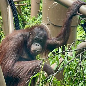 Daya (Bornean Orangtuan)
