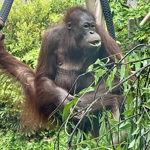 Daya (Bornean Orangutan)