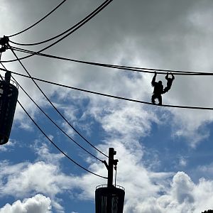 Orangutans on Aerial Line