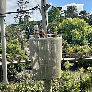 Orangutans in Climbing Pod (Central Lake)