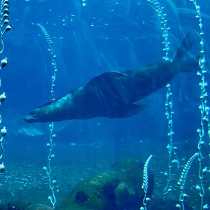 Subantarctic fur seal (Arctocephalus tropicalis)