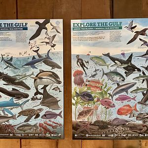 Hauraki Gulf Marine Life Signage