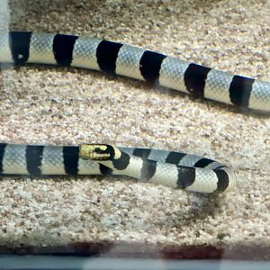 Yellow-lipped sea krait (Laticauda colubrina)