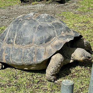 Galapagos Giant Tortoise (Female)