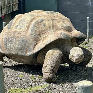 Galapagos Giant Tortoise (Male)