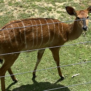 Lowland nyala (Tragelaphus angasii)