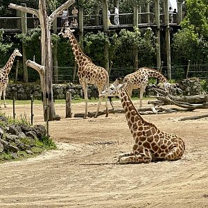 Giraffe (Sitting Down)