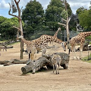 Giraffe and Zebra Herds