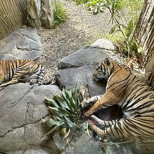 Sumatran Tigers (Sleeping)