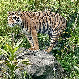 Cahya (Watching Zayana)