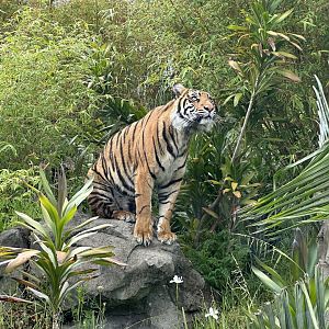 Cahya (Watching Birds)