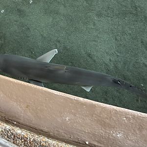 Shark ID (possibly Blacknose?)