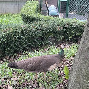 wallacea & sahul - indian peahen (pavo cristatus) - taman burung