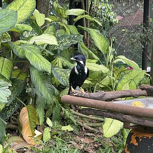 wallacea & sahul - sulawesi myna (basilornis celebensis) - taman burung