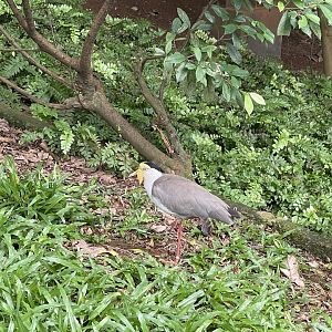 wallacea & sahul - masked lapwing (vanellus miles) - taman burung