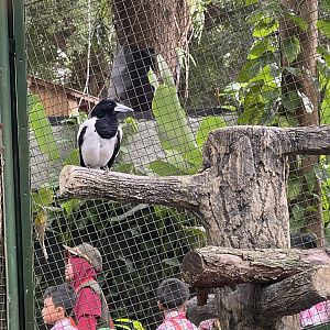 wallacea & sahul - hooded butcherbird (cracticus cassicus) - taman burung
