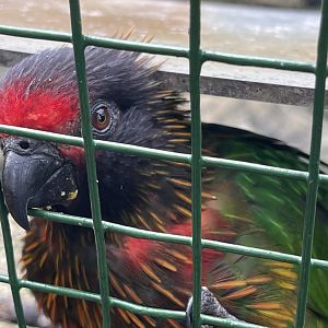 wallacea & sahul - carmine-fronted lory (chalcopsitta scintillata rubrifrons) - taman burung