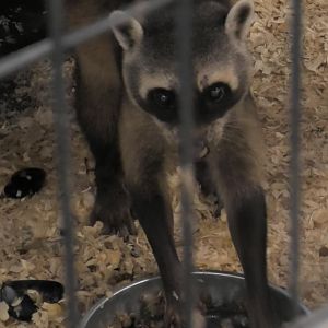 Crab eating raccoon